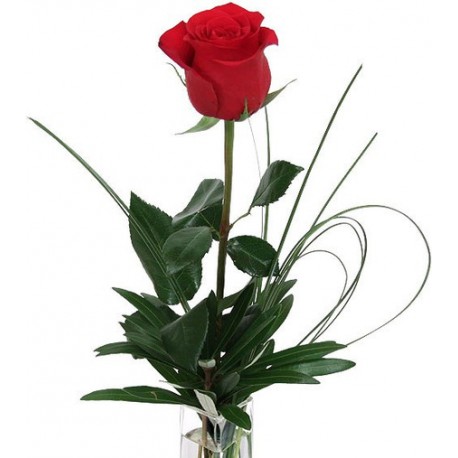 Envio y venta de flores ,rosas, plantas,arreglos florales ,regalos y desayunos a domicilio con delivery gratis en la Ciudad Autonoma de Buenos Aires y con costo de env�o en localidades del Gran Buenos Aires asi como delivery de flores y plantas a trav�s de florerias asociadas en todas las provincias de la Argentina, Buenos Aires, la Pampa, Tucuman, La Rioja, R�o Negro, Entre Rios, Corrientes, Misiones, Neuquen, Chubut, Tierra del Fuego, Santa Cruz, San Luis, Mendoza, Cordoba, Jujuy, Formosa, Santiago del Estero, Salta, Chaco, Catamarca ,San Juan, y ademas realizamos el delivery de flores ,coronas,palmas , plantas y regalos a todas las ciudades de Argentina, Mar del Plata, C�rdoba, Buenos Aires, con cargo en Santa Rosa, La Plata, Bella Vista, Neuquen, Pilar, Paran�, Posadas, Resistencia, Cipolleti y mas de 300 ciudades y localidades en todo el territorio de nuestro pa�s, asi como tambien tenemos la posibilidad de enviar flores a casi todo el mundo en cuestion de horas